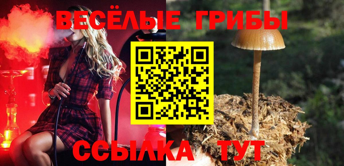закладки  Вход с VPN  Торжок  Псилоцибиновые грибы Psilocybine cubensis 
